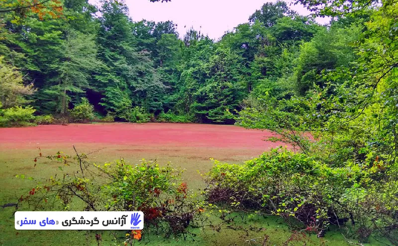 معرفی مرداب هسل: طبیعت بکر و آرامش بی‌نظیر
