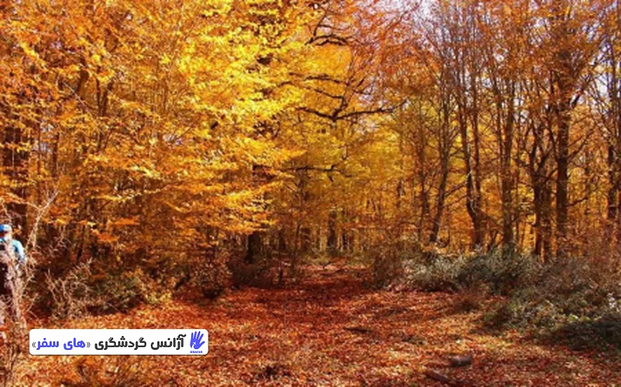 جاذبه‌های طبیعی جنگل الیمستان در پاییز