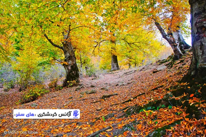 مسیر دسترسی به جنگل الیمستان