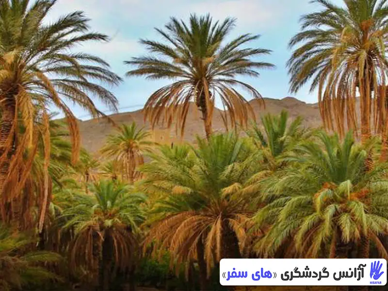 کویر زردگاه