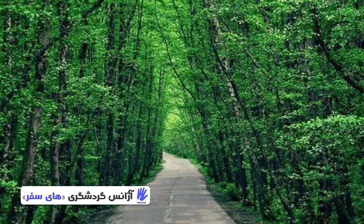 جاده‌ی جنگلی گیسوم؛ یکی از زیباترین مسیرهای ایران